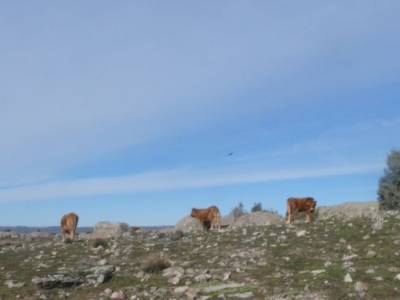 Comida Navidad - Los 13 Roeles; sierra de irati excursiones en madrid cerezo en flor valle del jerte